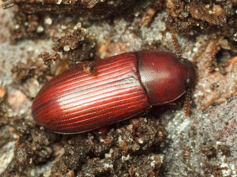 Uloma rufa (Piller & Mitterpacher, 1783)